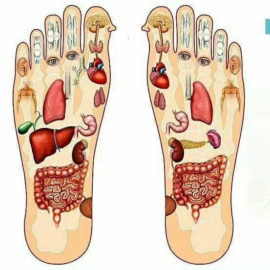 Toate zonele reflexe a talpii umane
